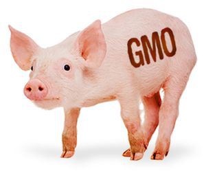 gmo-pig.jpg