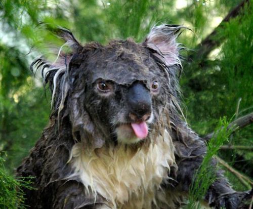 5245_wetkoala_2507967k_2.jpg