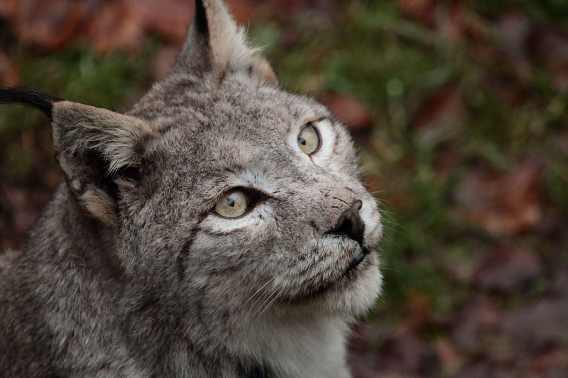 001-luchs-02.jpg