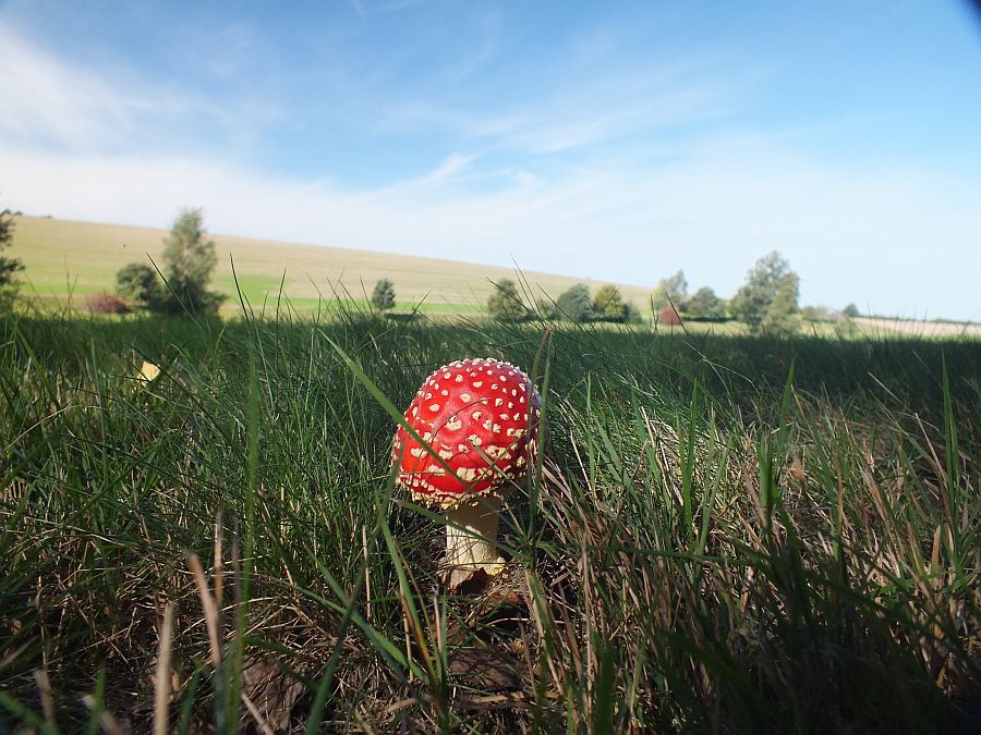 fliegenpilz.jpg