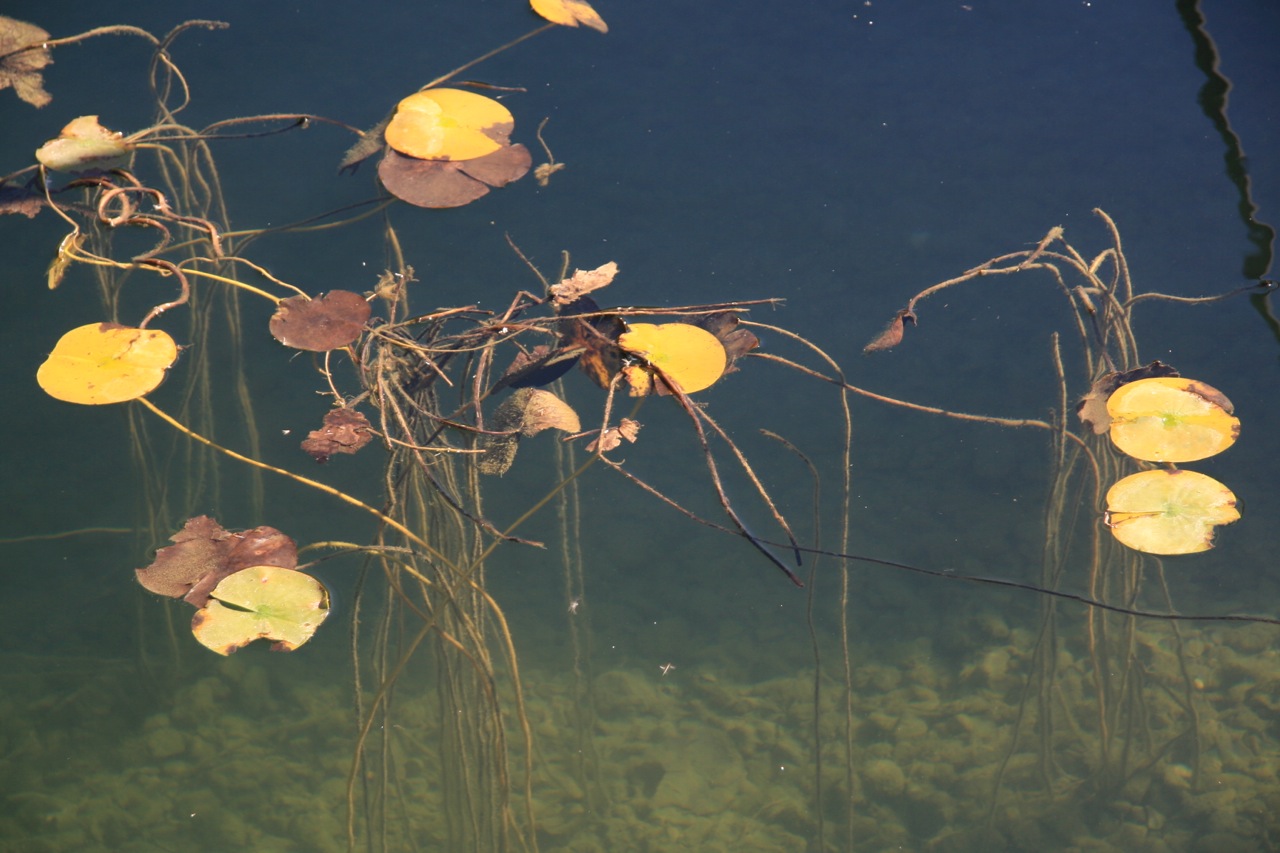 seerosenbl__tter_herbst.jpg