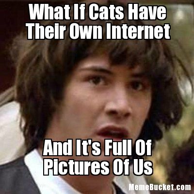 what-if-cats-have-their-own-internet-298.jpg