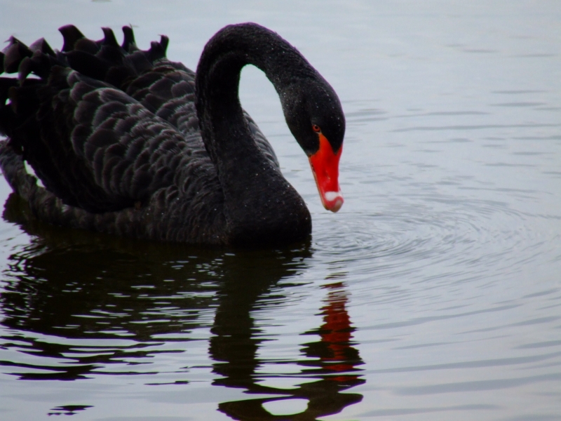 schwarzer_schwan_01.jpg