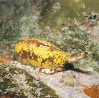 Kegelschnecke.bmp