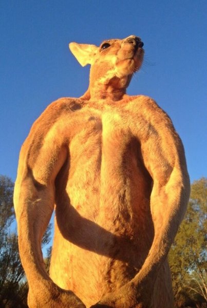 roger_kangaroo.jpg