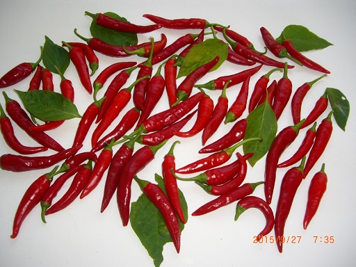 chilli_003.jpg