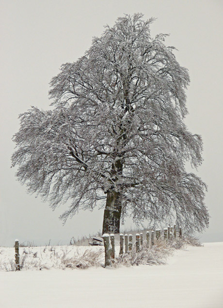 waldleben-winter-23.jpg