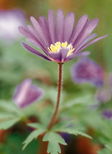 1133211_1426866108_balkan-anemone.jpg