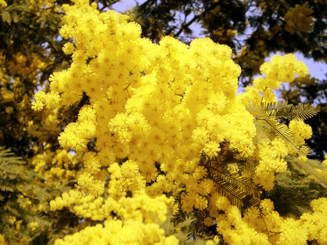 mimose.jpg