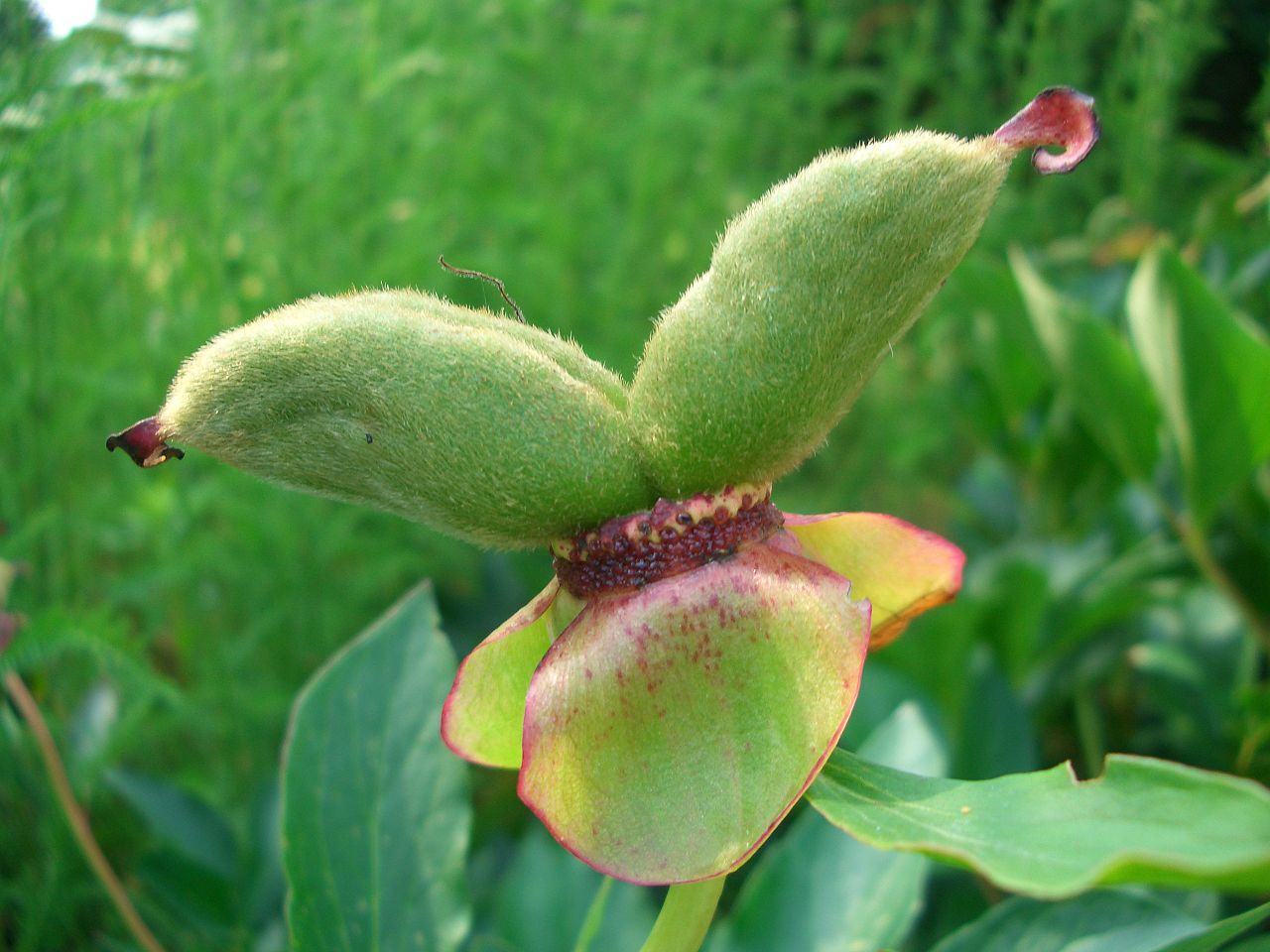 paeonia_frucht.jpg