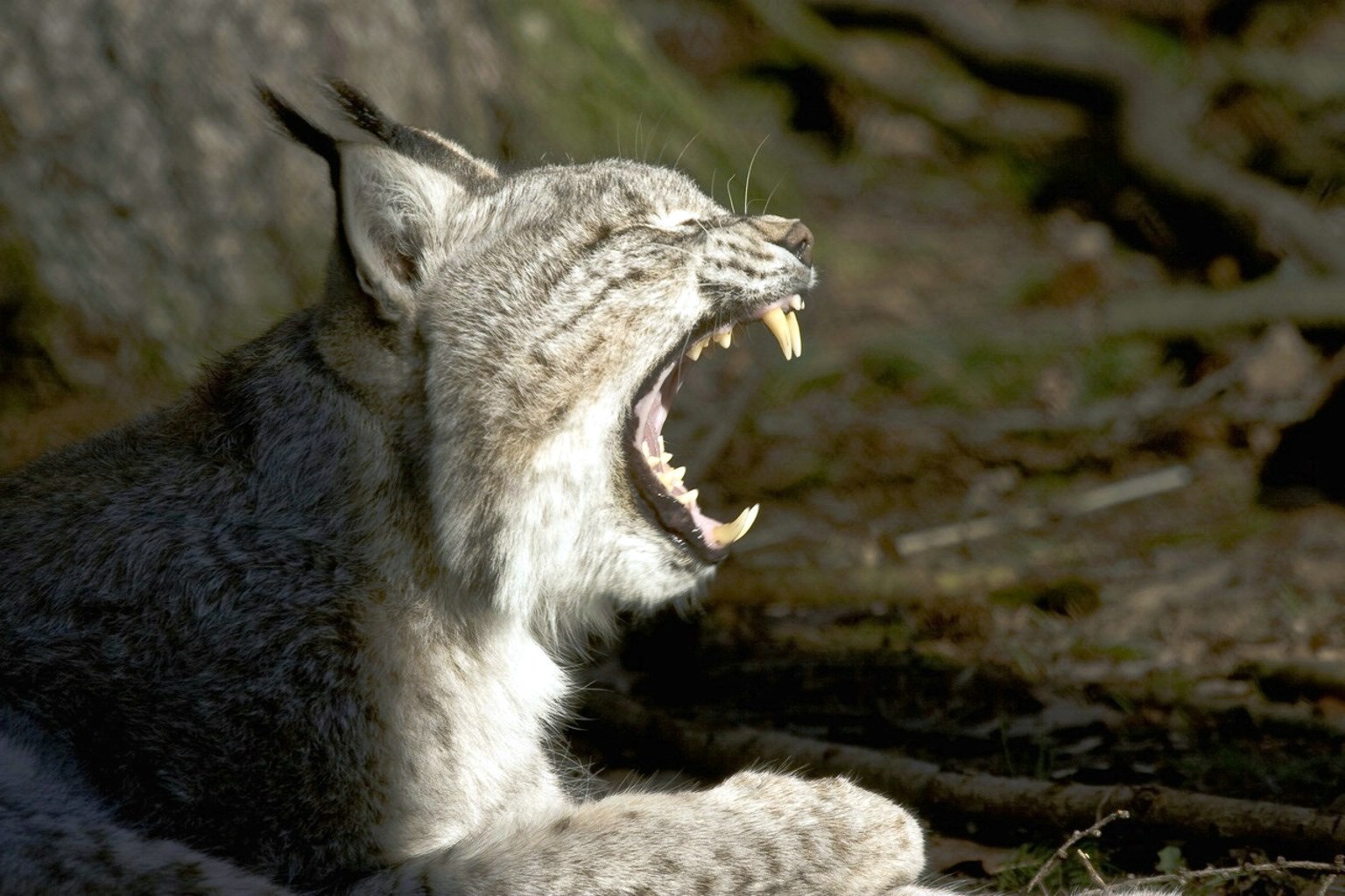 gaehnender_luchs_1_.jpg