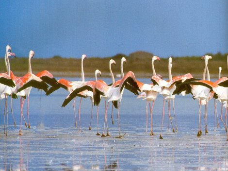 Flamingos.jpg